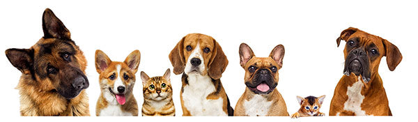 Pet Supplies